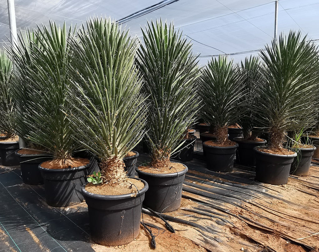 YUCCA FILIFERA 'AUSTRALIS'. Free UK Delivery!
