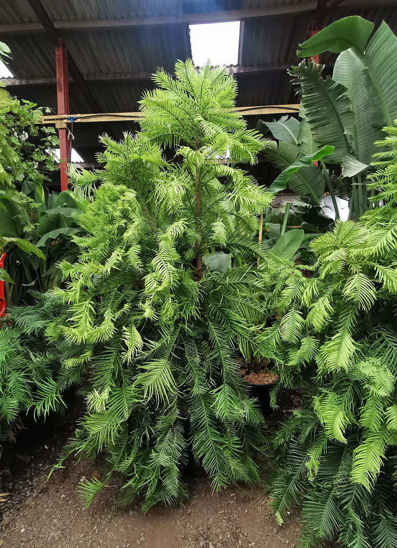 Thumbnail: Wollemi Pine. Wollemia Nobilis for sale