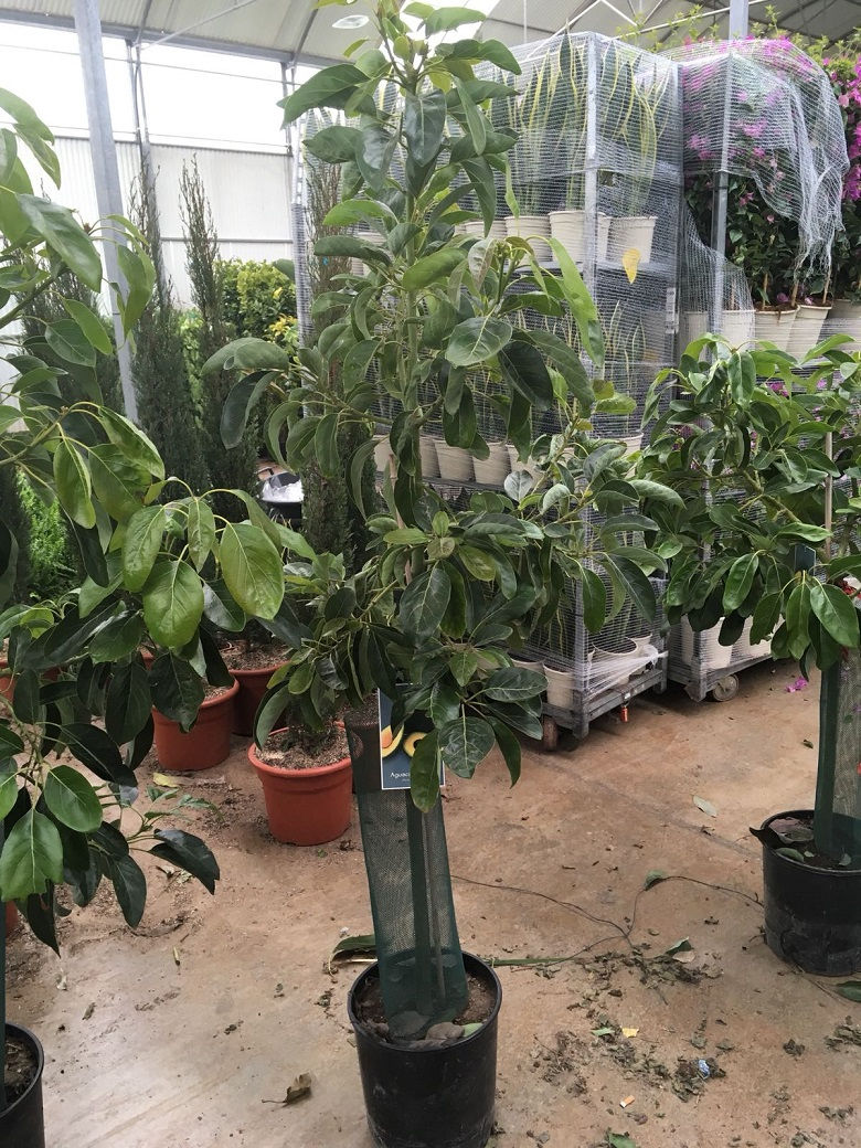 Thumbnail: Avocado Pear Trees