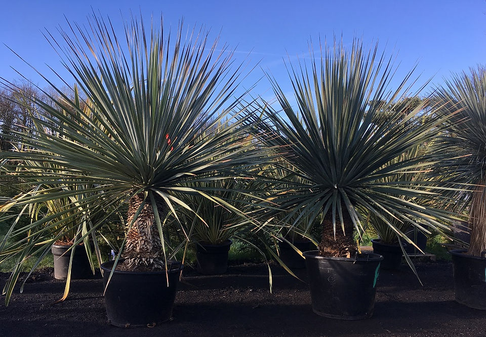 Large Nolina Nelsonii