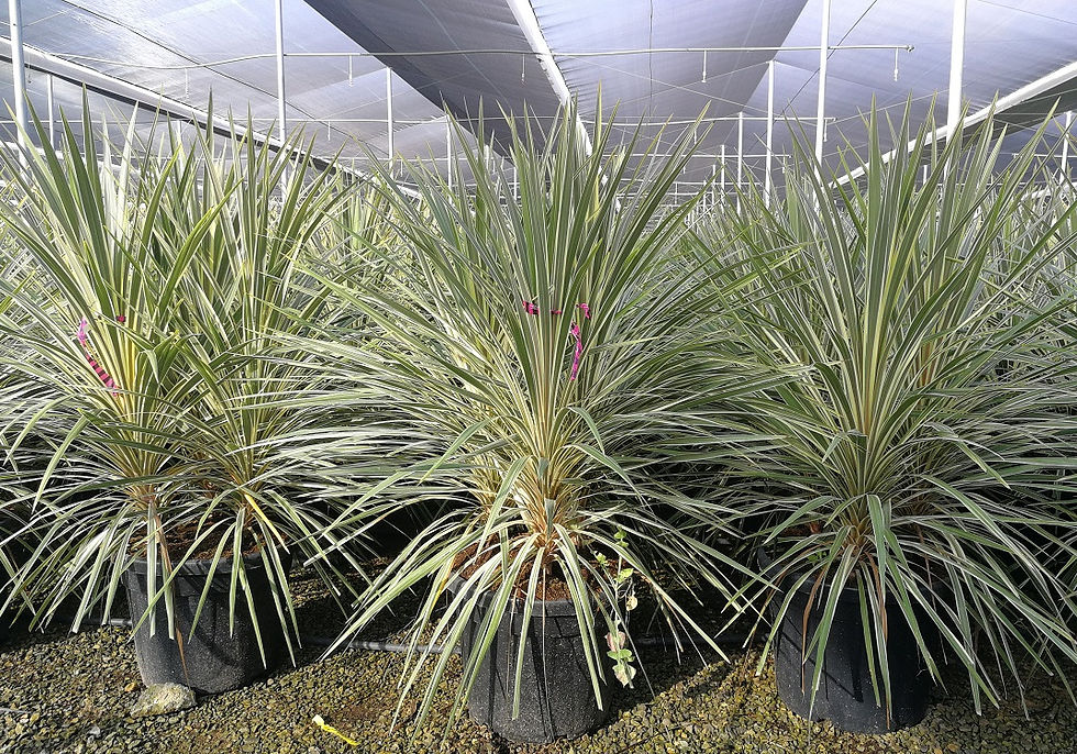Thumbnail: Large Cordyline Australis 'Torbay Dazzler' multi trunks for sale