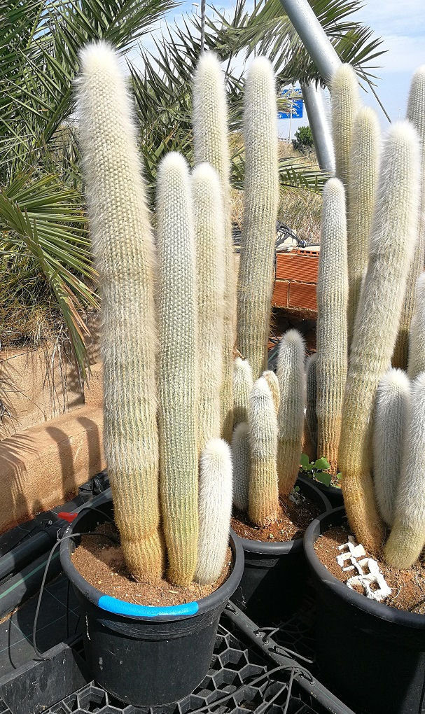 Thumbnail: Large Cleistocactus Strausii Cactus. Multi Trunk Cacti For Sale