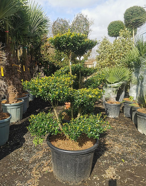 ILEX CRENATA 'BLONDIE' BONSAI CLOUD TREE. | thepalmtreecompany