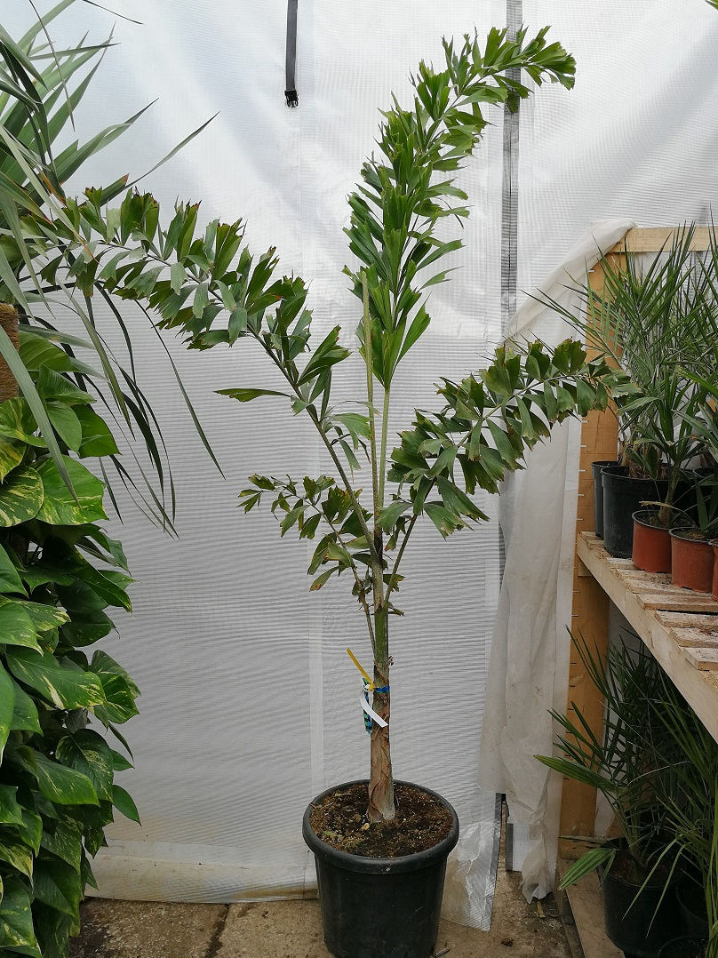 Thumbnail: Wodyetia Bifurcata. Foxtail Palm
