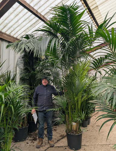 monstera brasil Monstera Obliqua 'Brazil'  Zero's Plants