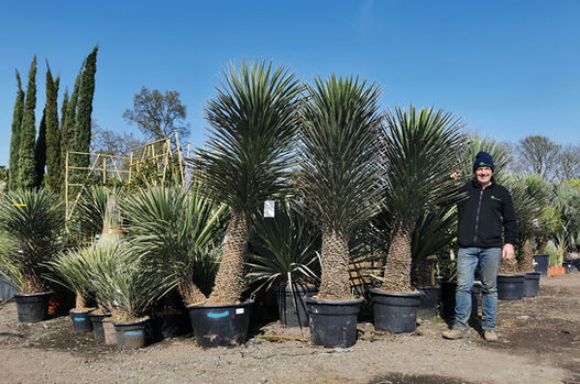 Yucca Filifera Australis. The Palm Tree Company.
The Yucca Filifera 'Australis' is a beautiful, tall, relatively fast growing sculptural yucca. Perfect for providing a dramatic accent to your garden design, growing in a column shape.
Cold tolerant, it is hardy to drought as well as cold when established, down to temperatures of -10 degrees. It's olive/green leaves are extremely rigid with spiky tips. Arranged in an attractive symmetrical rosettes, they are covered along their margins with attractive curled threads.
A beautiful Yucca, that is very easy to keep and needs minimal maintenance. Available to buy on the website in many sizes. Free UK mainland delivery by our own drivers.