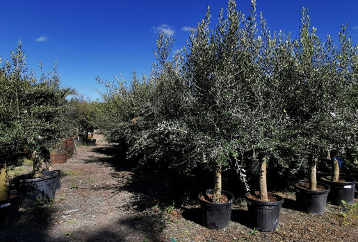 Olive Trees. The Palm Tree Company.
These Olive Trees have good strong trunks, lightish in colour, with very large beautifully full open crowns. Perfect as an ornamental, evergreen tree, this open crown formation can be pruned to keep it in shape. A great addition to any patio or terrace. We have many Olive Trees for sale in many different formations, varieties and sizes, all available to buy on line from the website. Free UK mainland delivery by our own drivers.