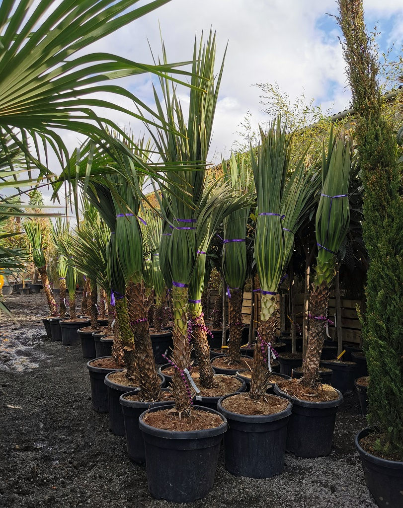 Thumbnail: CORDYLINE AUSTRALIS. Free UK Delivery!