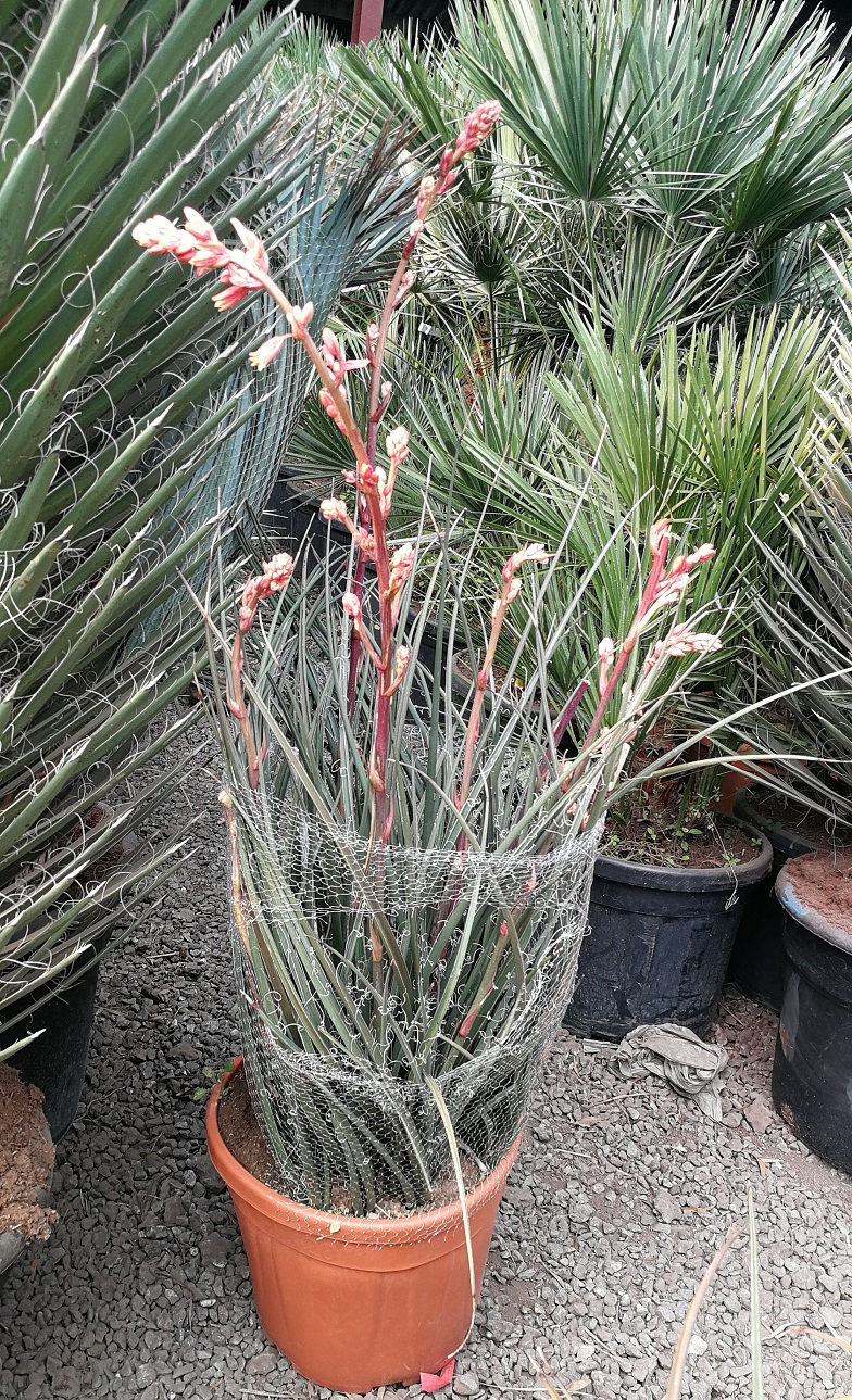 Hesperaloe Parviflora. Red Yucca.
