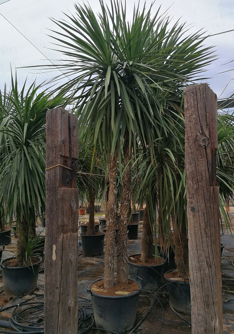 Thumbnail: Large Cordyline Australis Plants.Multi Trunk and Multi Head