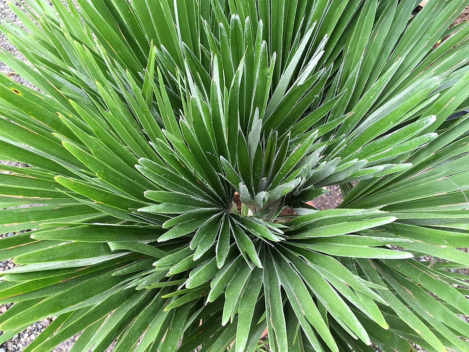 Chamaerops Humilis Vulcano