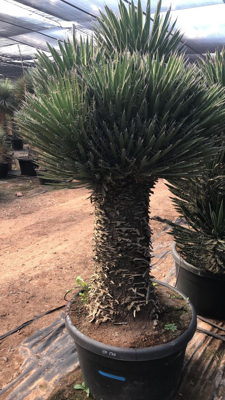 Thumbnail: Large Specimen Yucca Filifera Australis multi-head Plants For Sale