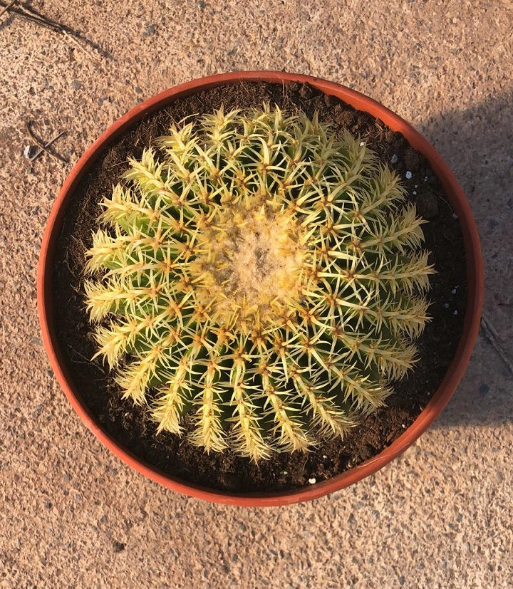 Thumbnail: Echinocactus Grusonii var Inermis Cactus For Sale