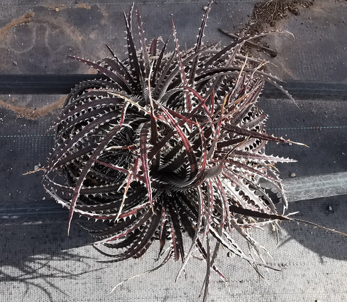 DYCKIA 'BRITTLE STAR'. | thepalmtreecompany