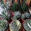 Thumbnail: Agave Potatorum Kichiokan For Sale. Variegated Agaves For Sale