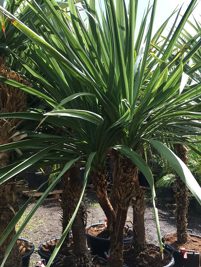 Cordyline Australis