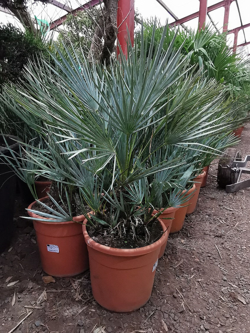 Thumbnail: Chamaerops Humilis Cerifera Palm Tree For Sale