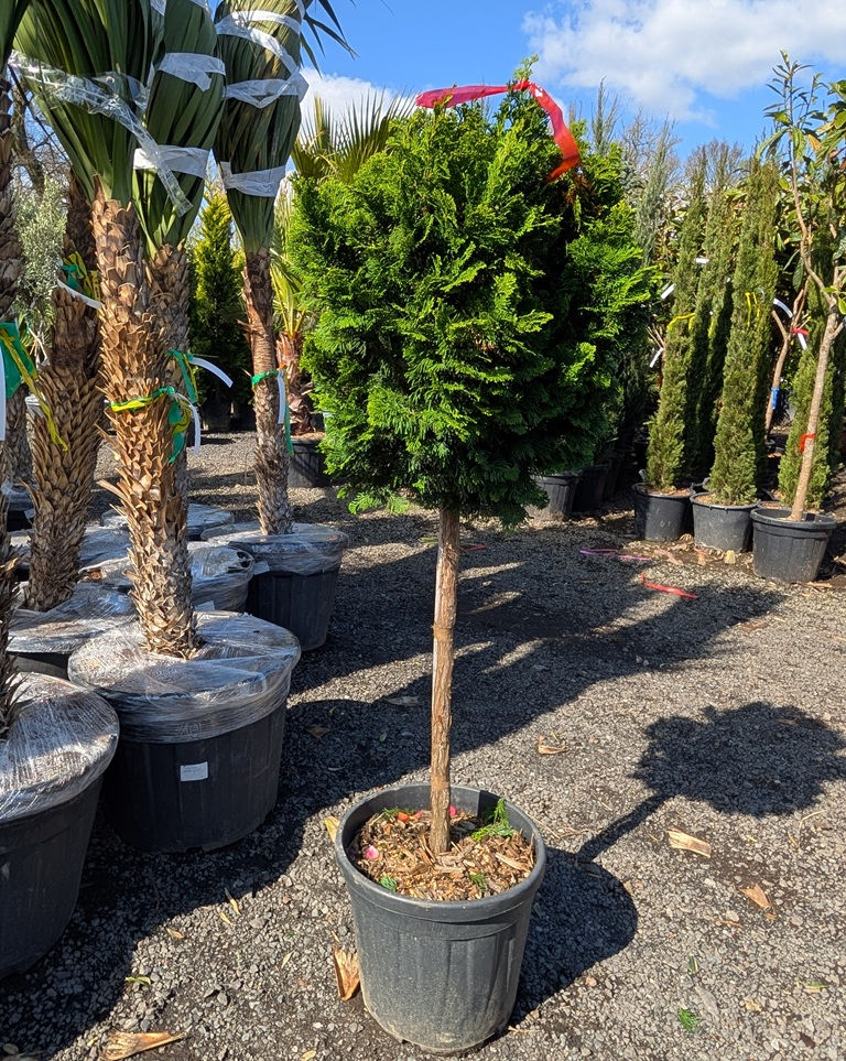 Chamaecyparis Obtusa Nana Gracilis Trees For sale