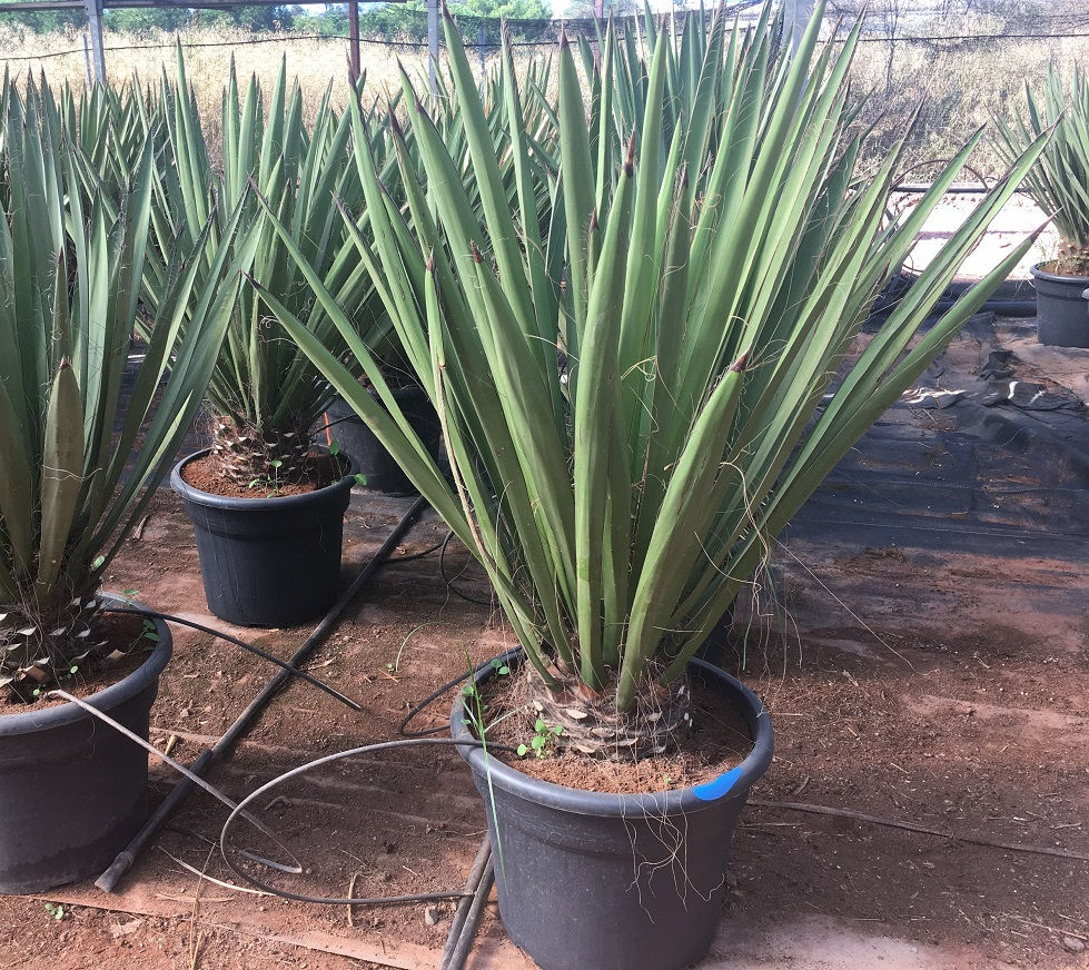 Thumbnail: Quality Yucca Faxoniana
