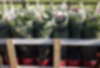 Pot grown christmas trees for sale