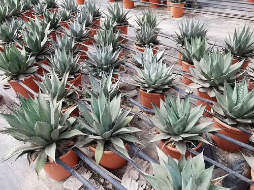 AGAVE PARRYI ssp. NEOMEXICANA. | thepalmtreecompany