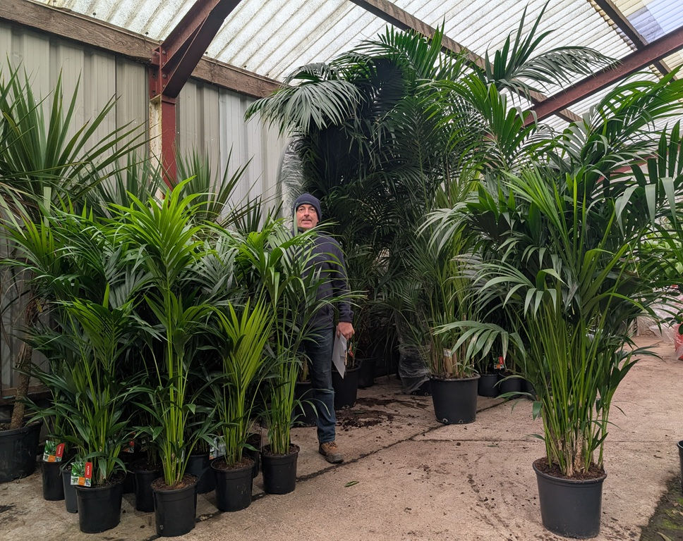 Thumbnail: large Kentia Palm Tree. Large Howea Forsteriana Palm. Large Indoor House Plant