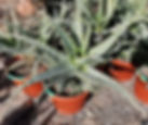 Aloe Maculata 'Giant Form' Plants For Sale.