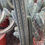 Thumbnail: Trichocereus Pachanoi Cactus. Large San Pedro Cactus