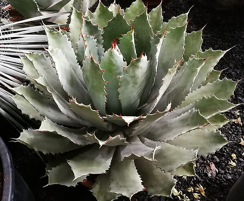AGAVE GUADALAJARANA. | thepalmtreecompany