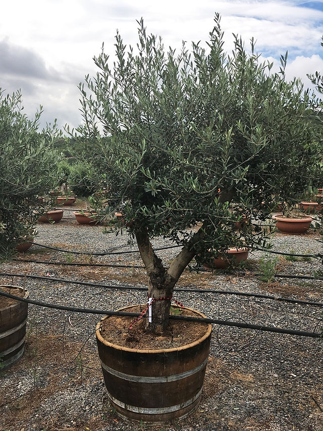 Olive Trees in a Barrel
