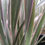 Thumbnail: Phormium 'Pink Stripe'. Flax Lily 'Pink Stripe' Plants