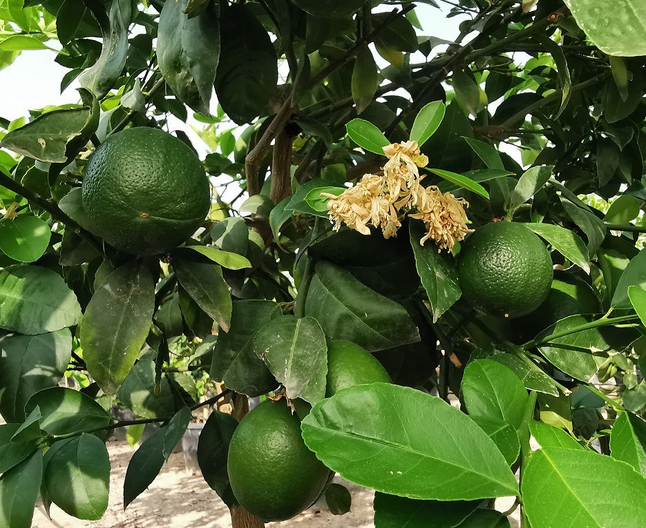 Thumbnail: CITRUS 'MEYERI'. Meyer Lemon.