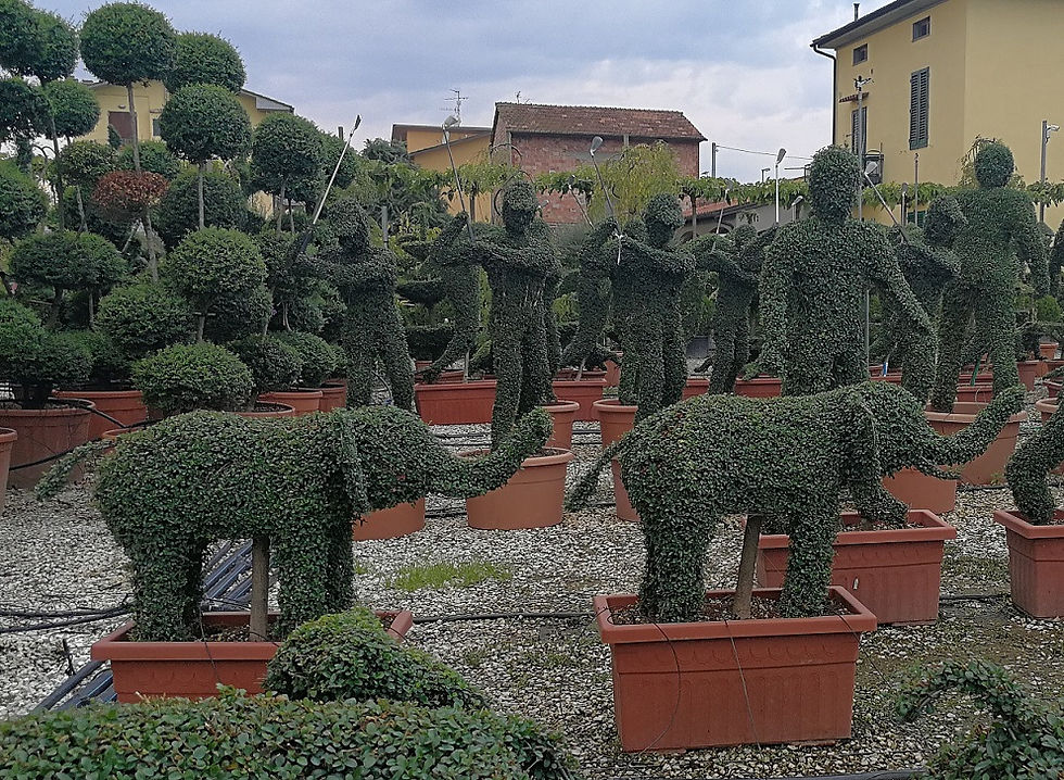 Thumbnail: SPECIALIST TOPIARY TREES.