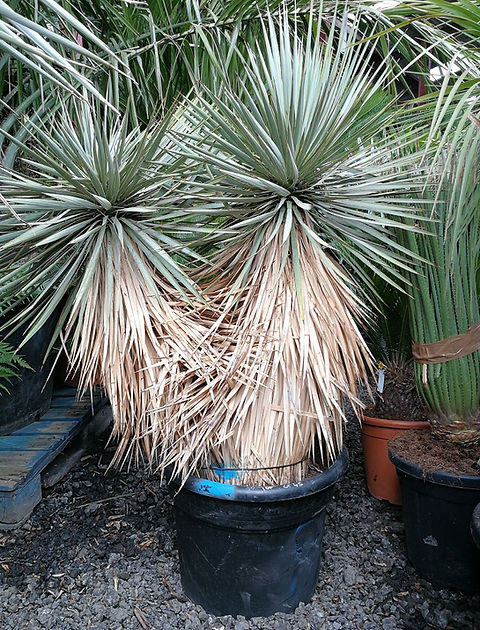 YUCCA ROSTRATA 'HIDRA' | thepalmtreecompany