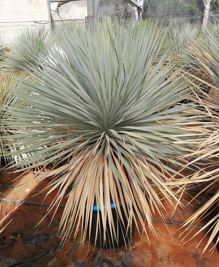 Thumbnail: Yucca Rostrata. Blue Swan.  Free UK Delivery!