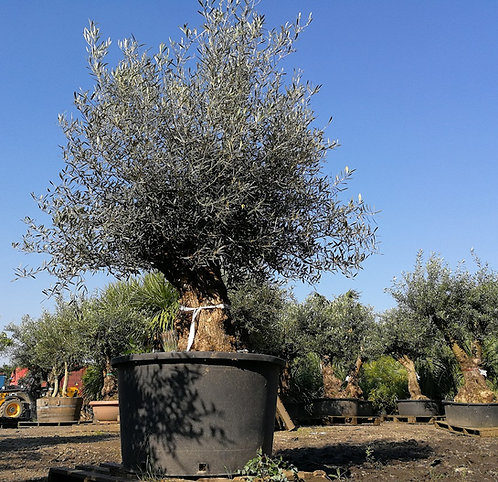 GNARLED OLIVE TREES. Large Bonsai . Free UK Delivery ...