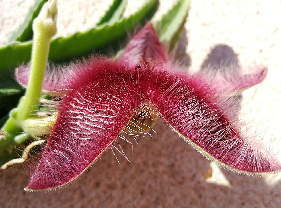 Stapelia Hirsuta Succulent Plant. Starfish Flower For Sale