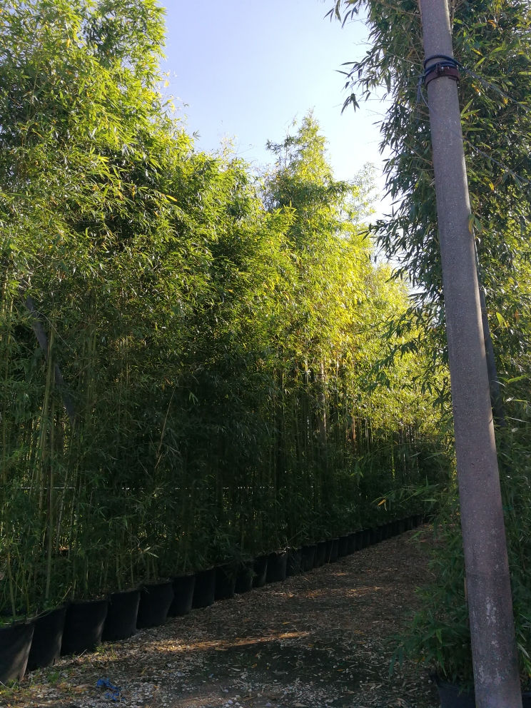 Thumbnail: Phyllostachys Vivax Aureocaulis Bamboo. Giant Bamboo.