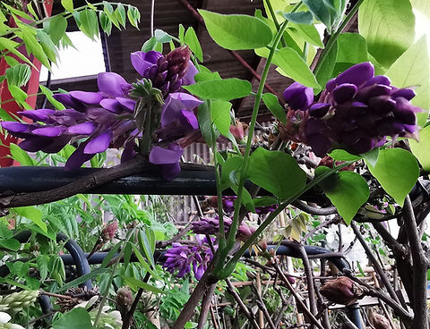 wisteria stamm Chinesischer Blauregen auf Stamm - Wisteria sinensis main image 1