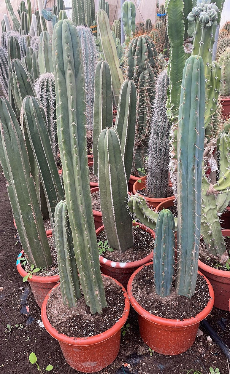 Thumbnail: Large Multi Stem Trichocereus Pachanoi Cactus. Large San Pedro Cactus