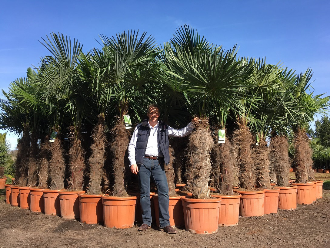 Palm Tree Uk ubicaciondepersonas.cdmx.gob.mx