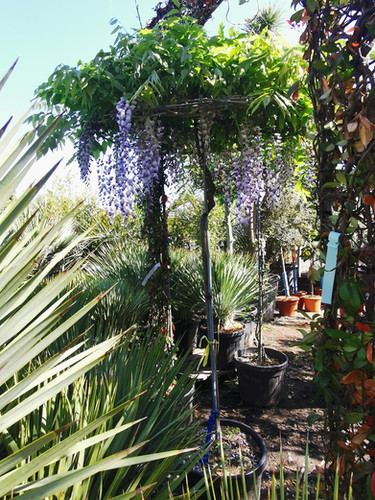blue wisteria chinese tree Chinese Blue Wisteria Seeds - 10 Tree Seeds - Wisteria sinensis
