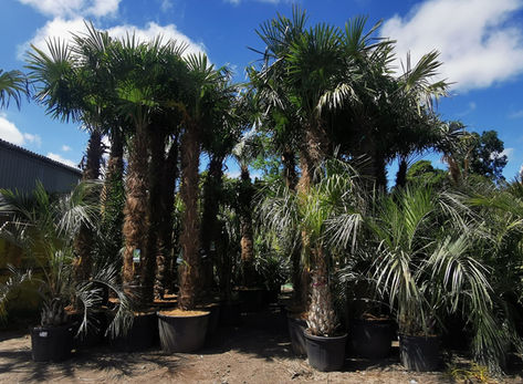 Trachycarpus Fortunei Palm Trees. The Palm Tree Company.
Premium Quality Palm Trees For Sale on-line including Trachycarpus Fortunei, Trachycarpus Wagnerianus, Butia Capitata(Odorata), Livistona Decipens and Jubaea Chilensis, Chamaerops Humilis and Phoenix Canariensis. Available to buy on line in many different sizes. Free UK delivery by our own drivers.