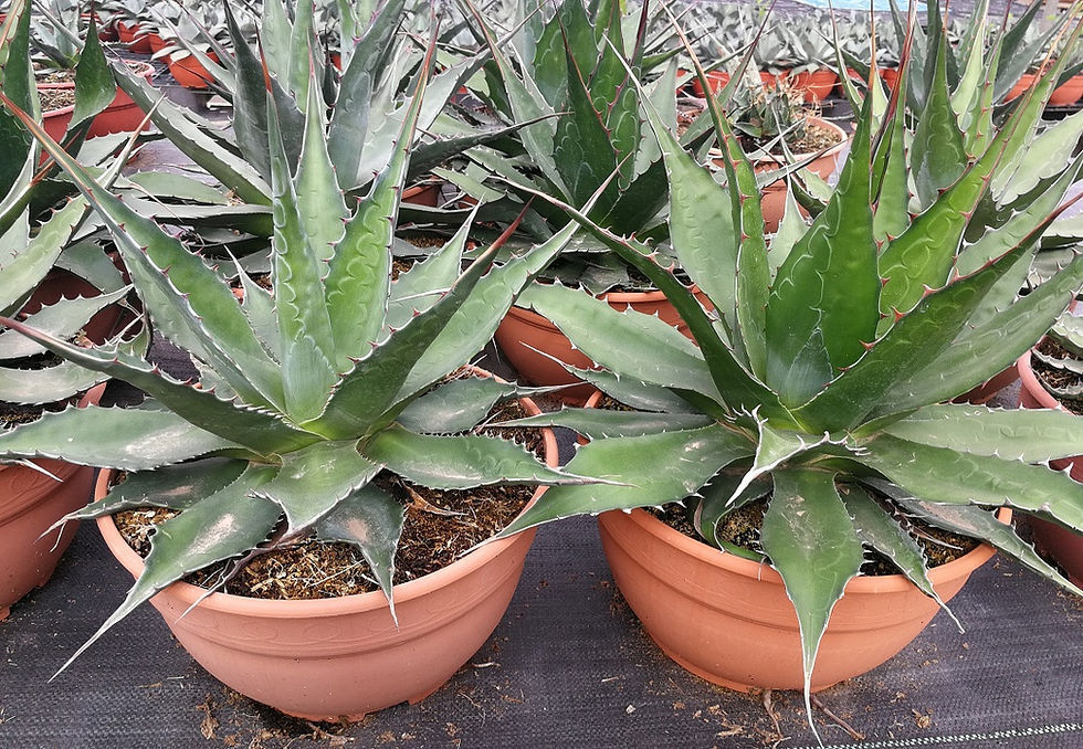 Thumbnail: Agave Montana Plants For Sale