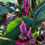 Thumbnail: Musa Velutina Plants For Sale. Velvet Pink Banana Plants.