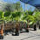 Thumbnail: Large Washingtonia Robusta Palms. Free UK Delivery