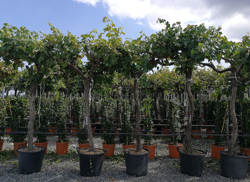 Thumbnail: Large Grape Vines 9ft-10ft tall. Variety Red Globe