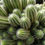 Thumbnail: Trichocereus Huascha Cactus. Desert's Blooming Jewel Cactus