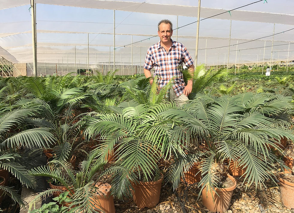 Thumbnail: Cycas Circinalis. Queen Sago for sale