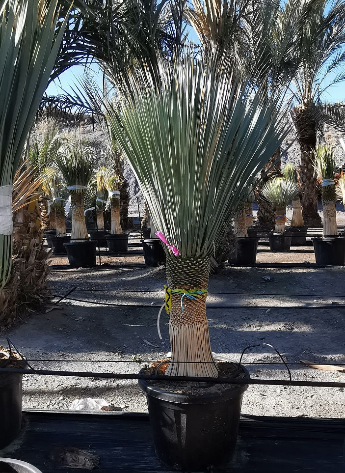 Thumbnail: Yucca Rostrata 'Hula Hula' Plants For Sale